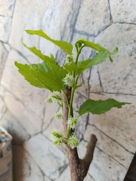Em Maceió -AL: Mudas de Amoreira Gigante (ENXERTADA)