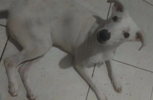Cadelinha porte médio adoção 