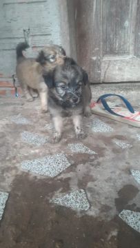 Vendo filhotes de poodle 