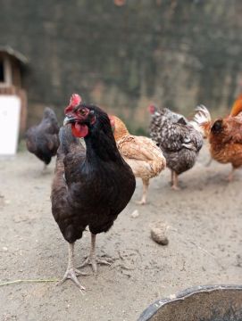 Ovos de galinha caipira 