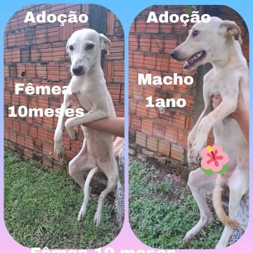 Adoção 