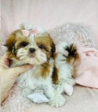 Shih Tzu Mini / Lindas Mocinhas / Promoção 