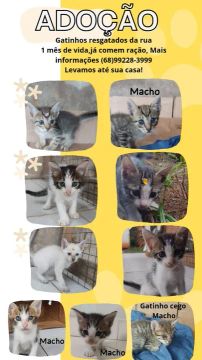 Adoção responsável de Gatinhos