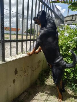 Rottweiler forte e saudável para adoção