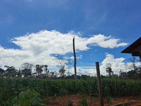 Vendo 48 hectares te terra formada