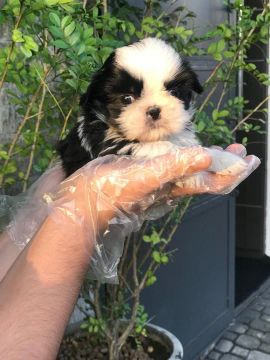 Shih Tzu Fêmeas - Filhotes a venda em loja - Não fazemos doação - Contate