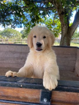 Filhotes Golden Retriever - Alto Padrão
