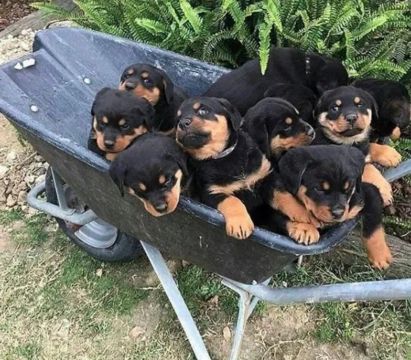 Rottweiler- a alegria que falta em sua casa