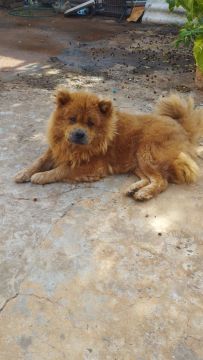 Doação Chow-Chow 