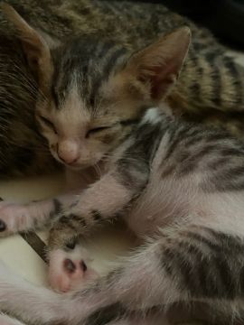 Gatinhos filhotes para adoção