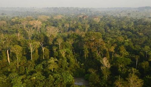 Área de 100.000 hectares em Tefé  15.500.000