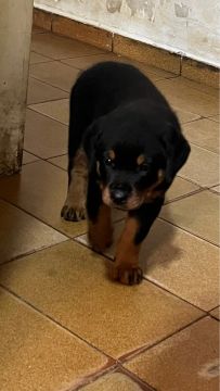 Rottweiler filhote - fêmea 