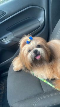 Shih tzu 