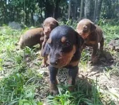  Doberman