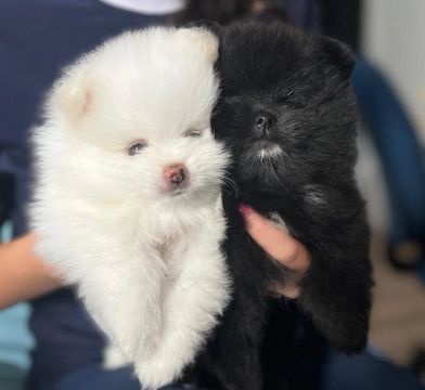 Spitz Alemão anão 
