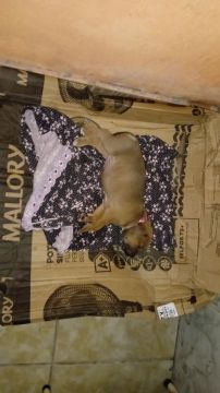 Filhote de cachorro mix de Pitbull ( mãe ) com Fila e Rottweiler ( pai )