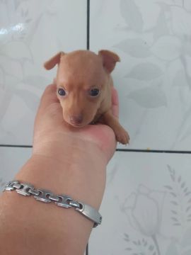 Filhote de Pinscher Miniatura