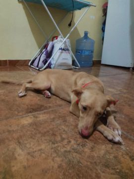 Cachorro SRD disponível para adoção?