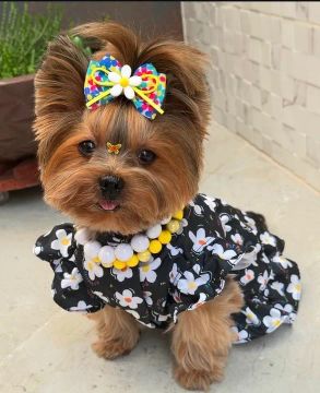 Yorkshire Terrier - uma riqueza 