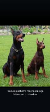 Procuro Dobermann Macho para cruza