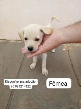 Filhotes de Vira Lata Raiz 