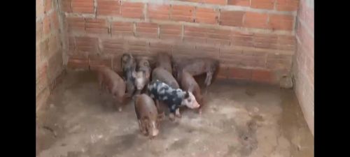 Filhotes de porco para venda