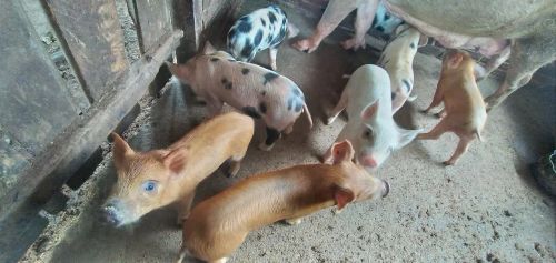 Filhotes de porco duroc mestiça 150$$ a unidade. 