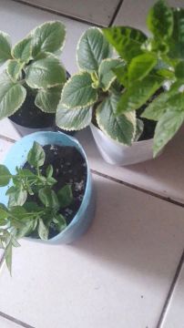 Plantas para jardim