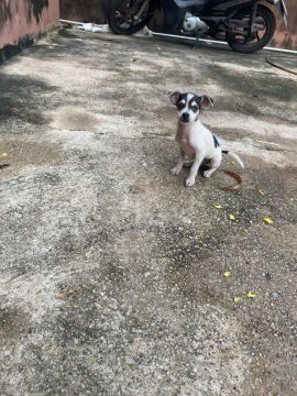 Filhote de Cachorro - Adorável e Carinhoso