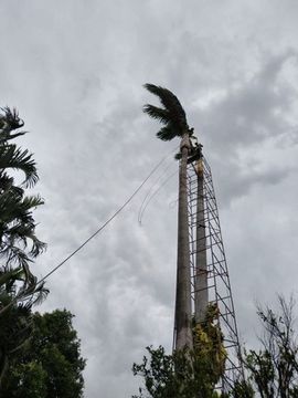 Corte e podas de Árvores 