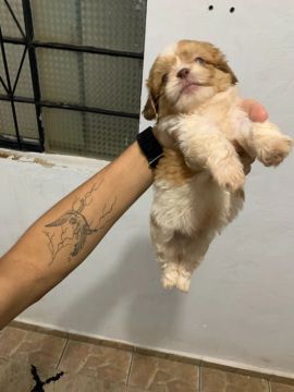 Filhote Lhasa Apso