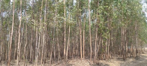 Sítio em  torneiros - Conceição do Pará