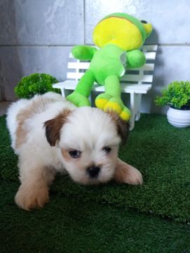 Filhote Lhasa apso 
