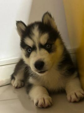 Husky Vacinado e Microchipado