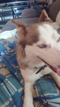 Husky Siberiano Adorável fêmea doação 