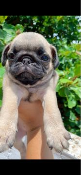Lindo Pug