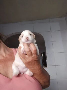 Filhote de Maltês