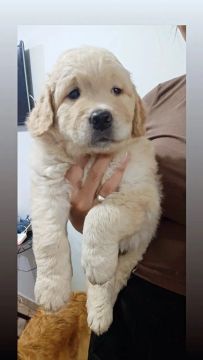 Filhote Golden Retriever
