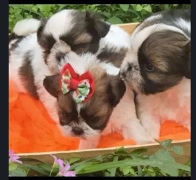 Filhotes de Shih Tzu porte pequeno 