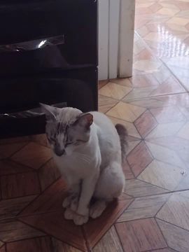 Gato branco e cinza disponível para adoção