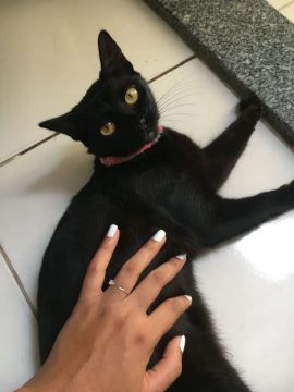 Gatinha Preta Adorável para Adoção