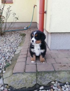 Bernese Mountain Dog filhotes de 45 a 60 dias, a pronta entrega