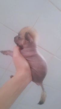 Cão de Crista Chinês