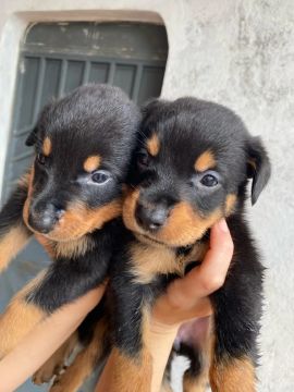 Vende-se filhotes de Rottweiler
