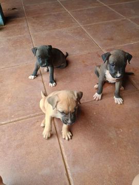 Três filhotes de Pitbull