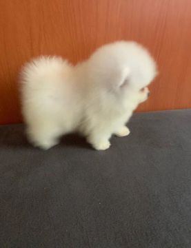 Spitz Alemão Anao Femeas bisnetas de campeão