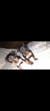 PINSCHER 0 FÊMEA 
