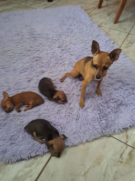 Filhote de Pinscher - Lindo e Saudavel