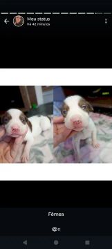 Filhotes Pitbull/ Pitmonster 