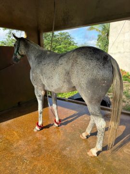 Cavalo de vaquejada - Pelagem Dappled Gray